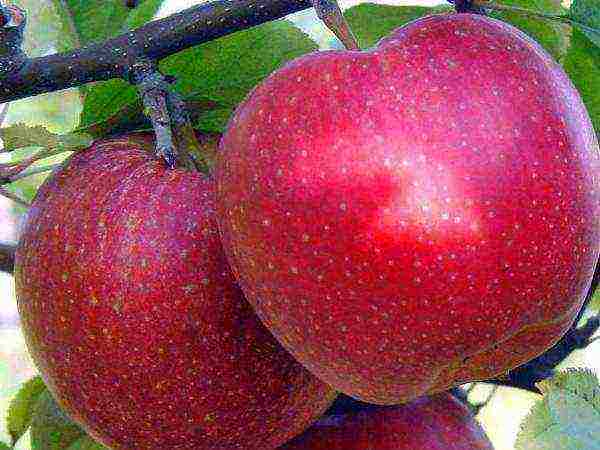 which apple variety is better