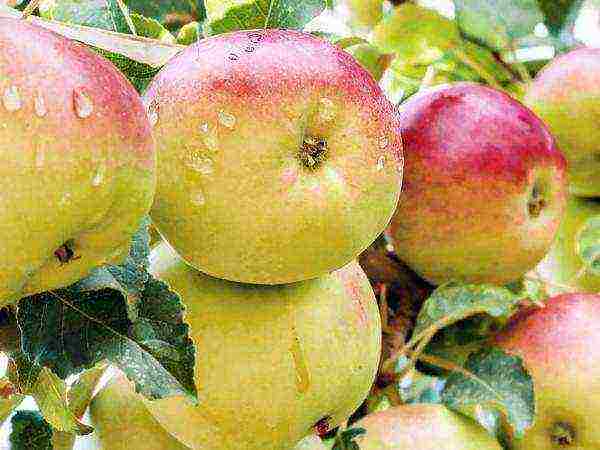 which apple variety is better