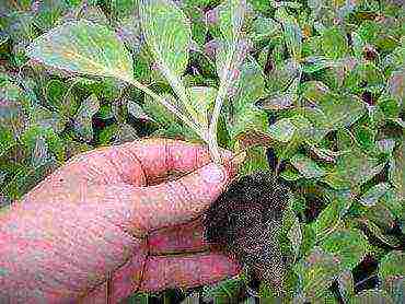 cabbage seeds best varieties