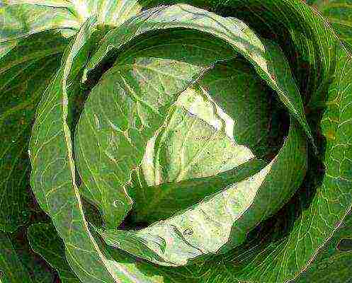 cabbage seeds best varieties