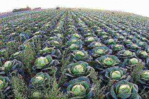 cabbage seeds best varieties