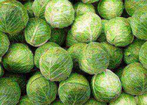 cabbage seeds best varieties