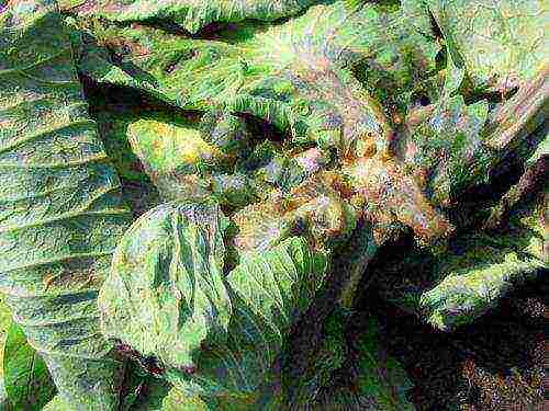 cabbage seeds best varieties