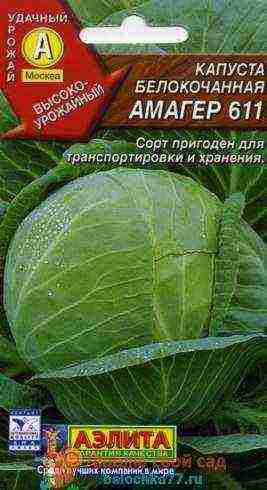 cabbage seeds best varieties