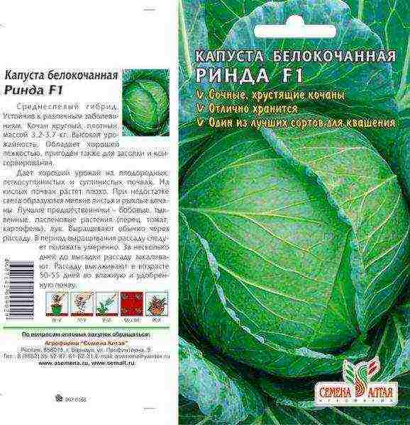 cabbage seeds best varieties