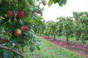 dwarf apple pinakamahusay na mga varieties