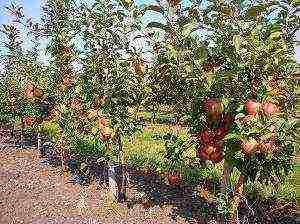 dwarf apple best varieties