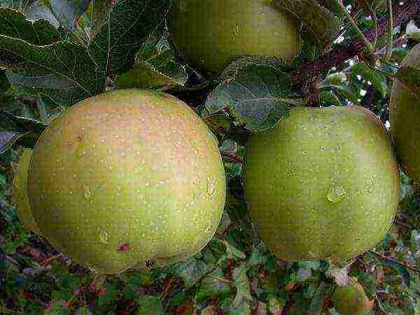 dwarf apple pinakamahusay na mga varieties