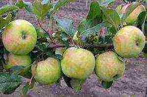 dwarf apple pinakamahusay na mga varieties