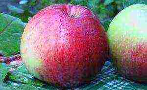 dwarf apple pinakamahusay na mga varieties