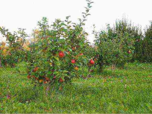 dwarf apple pinakamahusay na mga varieties