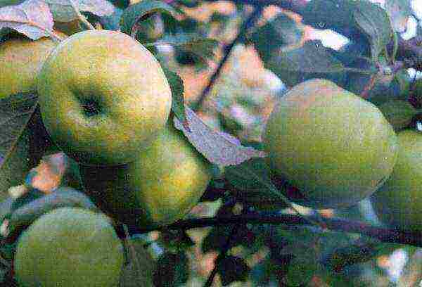 dwarf apple best varieties