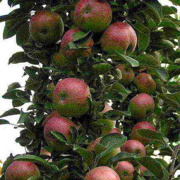 dwarf apple pinakamahusay na mga varieties