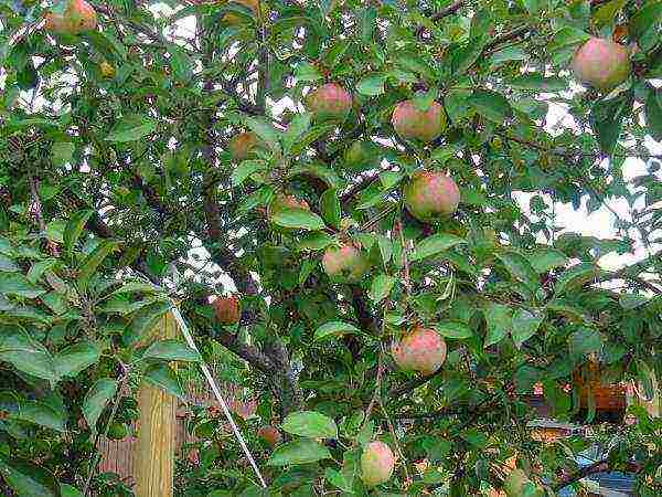 dwarf apple pinakamahusay na mga varieties