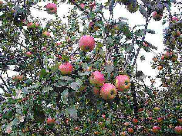 dwarf apple best varieties