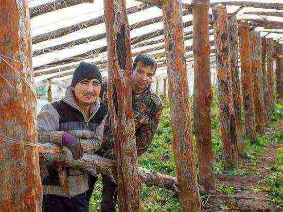 the Chinese grow tomatoes in the Volgograd region
