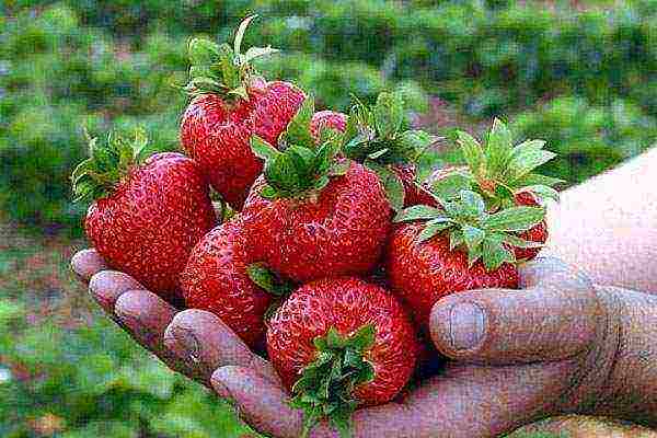 strawberries the best remontant varieties