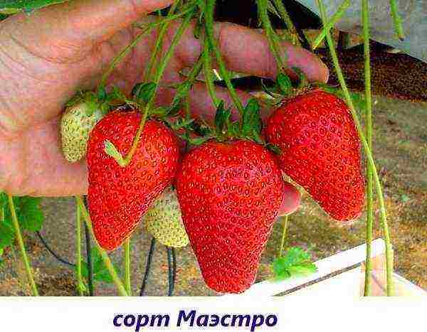 strawberries the best remontant varieties