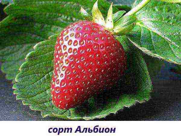 strawberries the best remontant varieties