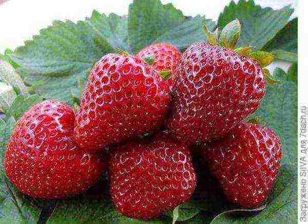 strawberries the best remontant varieties