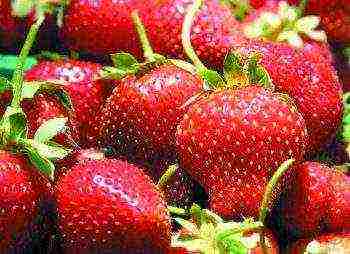 strawberries the best remontant varieties