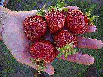strawberries the best remontant varieties