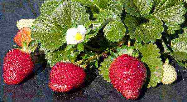 strawberries the best remontant varieties