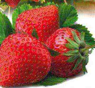 remontant strawberry pinakamahusay na grado