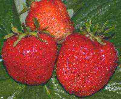 remontant strawberry best grade