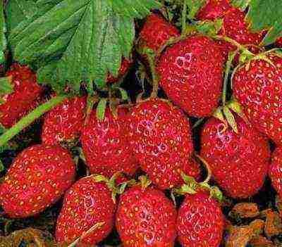 remontant strawberry pinakamahusay na grado