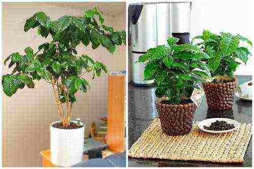 grow coffee at home