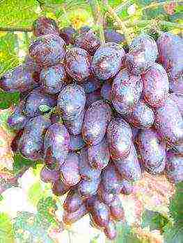 best late grape varieties