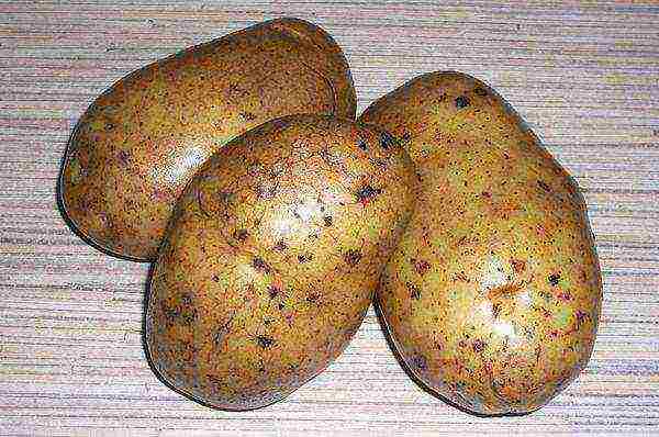 the best Russian varieties of potatoes