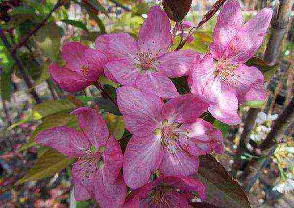 the best varieties of decorative apple trees