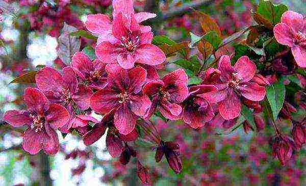 the best varieties of decorative apple trees