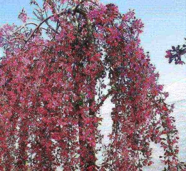 the best varieties of decorative apple trees