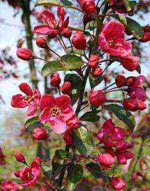 the best varieties of decorative apple trees