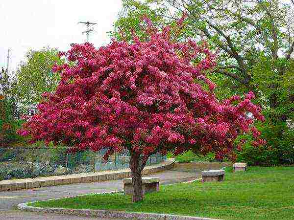 the best varieties of decorative apple trees