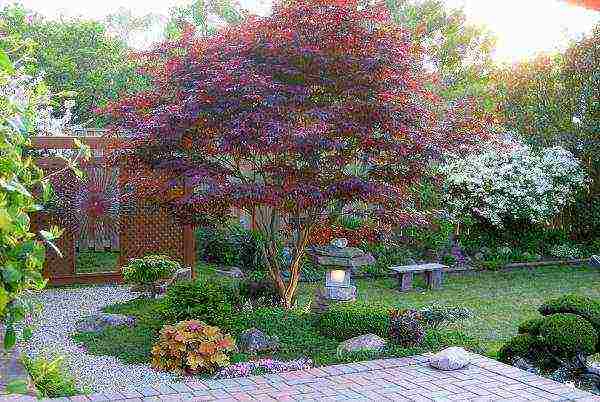 the best varieties of decorative apple trees