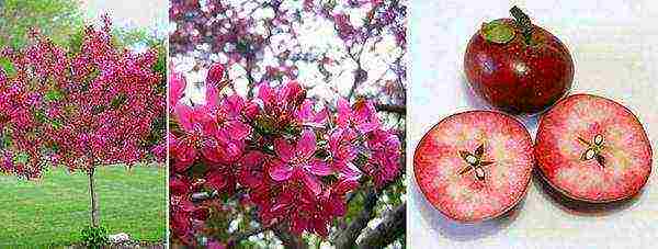 the best varieties of decorative apple trees