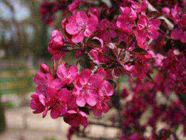 the best varieties of decorative apple trees