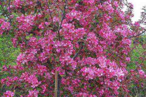 the best varieties of decorative apple trees