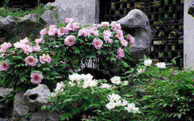 the best varieties of tree peonies