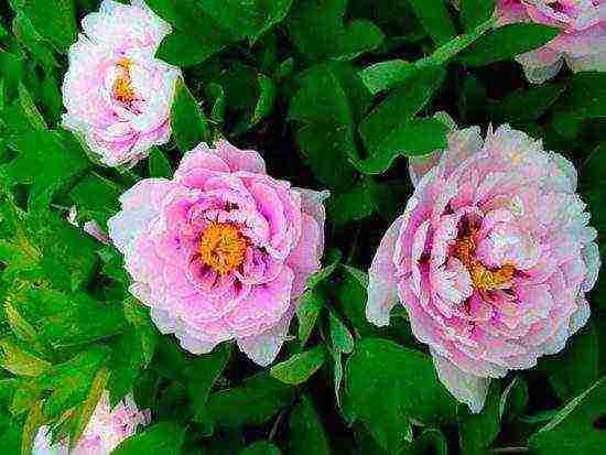 the best varieties of tree peonies