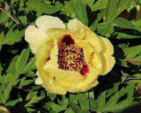 the best varieties of tree peonies