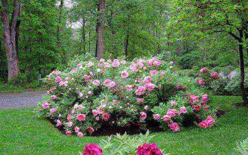 the best varieties of tree peonies