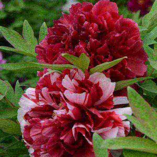 the best varieties of tree peonies