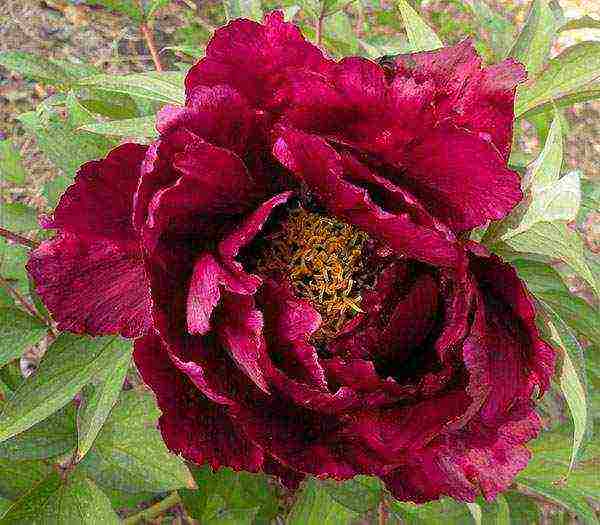 the best varieties of tree peonies