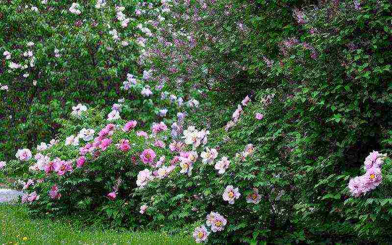 the best varieties of tree peonies