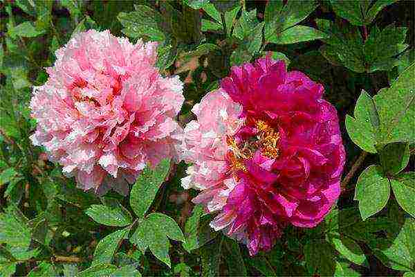 the best varieties of tree peonies